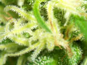 100_5761a.jpg