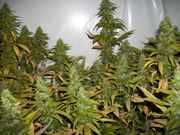 xmasbud_001.jpg