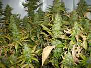 xmasbud_002.jpg