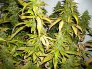 xmasbud_005.jpg