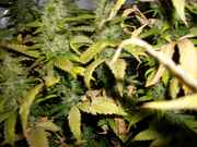 xmasbud_008.jpg