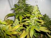 xmasbud_009.jpg