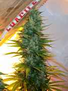 xmasbud_011_2.jpg