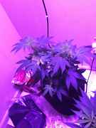 IMG_0017.jpg