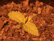 DSC00096.jpg