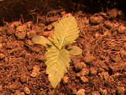DSC00081.jpg