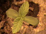 DSC00053.jpg