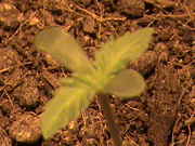 DSC00049.jpg