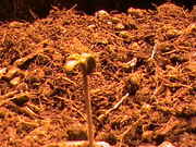 DSC00005.jpg