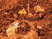 DSC00010.jpg