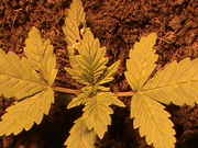 DSC00003.jpg