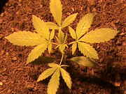DSC00004.jpg